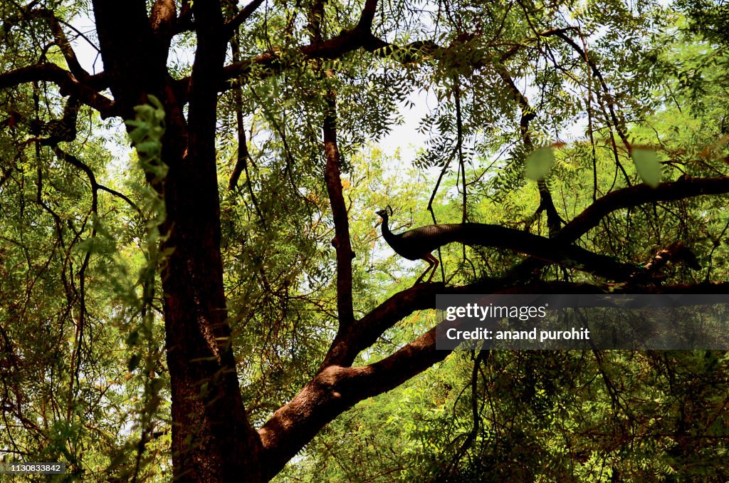Peacock on the tree silhouette
