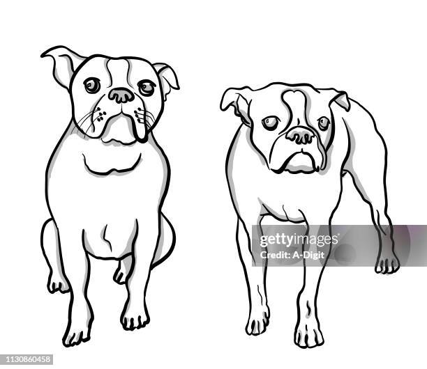 boston terrier moods - boston terrier sitting stock illustrations