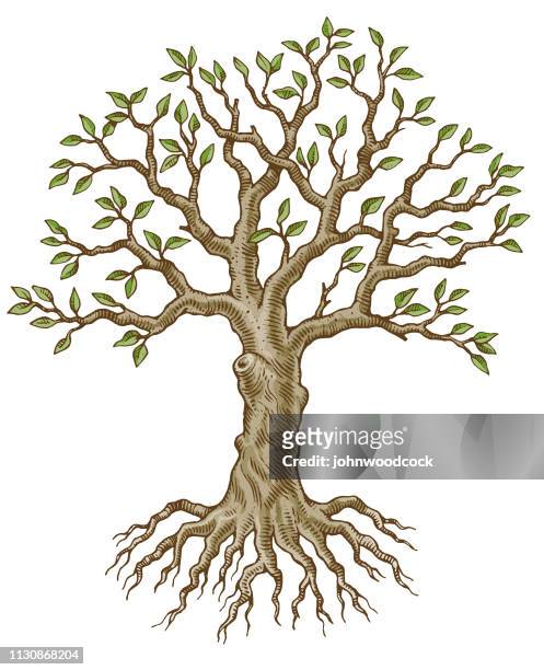 tree sketch illustration - apple tree stock illustrations