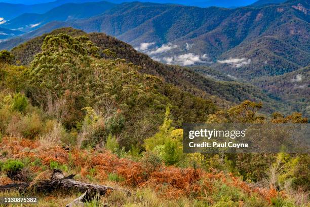 Border Ranges 35 Border Ranges National Park Stock Photos, High-Res Pictures, and ...