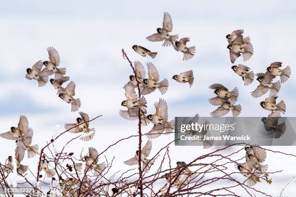 eurasian tree sparrows wintering - mus stockfoto's en -beelden