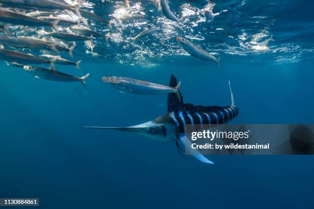 striped marlin feeding on sardines in the magdalena bay area off the pacific coast of baja california, mexico. - marlins stock pictures, royalty-free photos & images