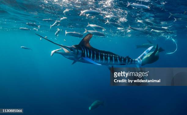 striped marlin and sea lions feeding on sardines in the magdalena bay area off the pacific coast of baja california, mexico. - marlin stock pictures, royalty-free photos & images