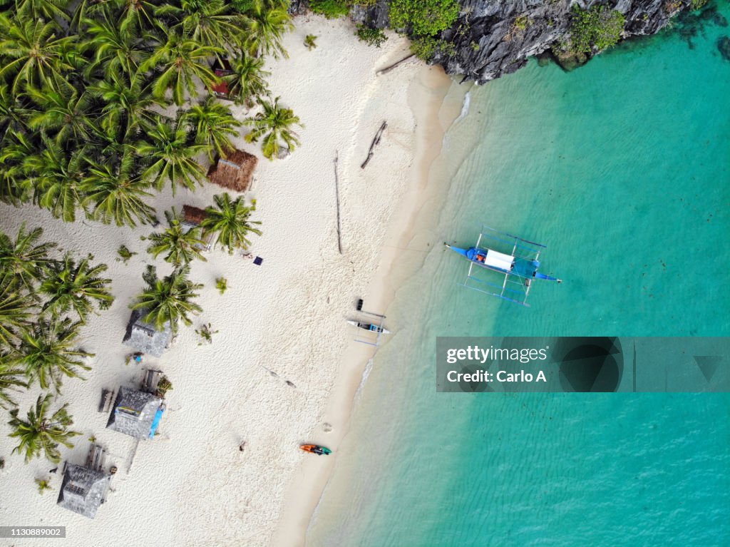 Aerial view of palm trees and beach