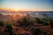 Dawn In The Surrey Hills