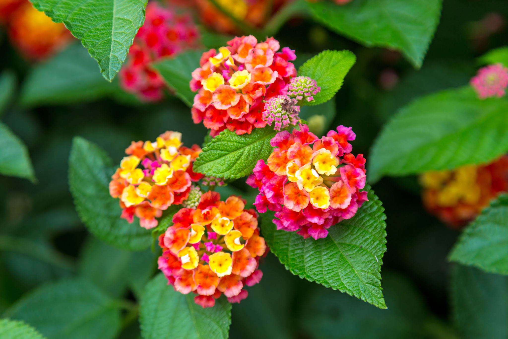 lantana flowers