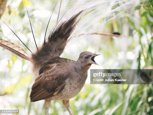 superb lyrebird - lyre bird stock pictures, royalty-free photos & images