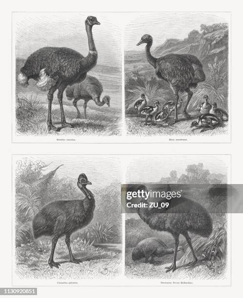 ratite birds, wood engravings, published in 1897 - cassowary stock illustrations