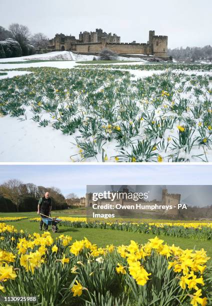 Composite photos of Alnwick Castle, Northumberland on and as a late blast of wintry weather will affect most parts of the UK this weekend.