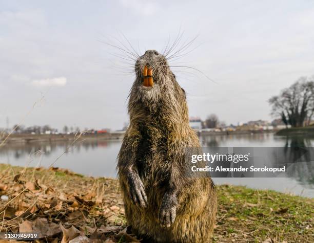 nutria on banks of canal, search for food. wild nutria inhabit ponds and rivers (reservoirs with low-flow or stagnant water) of europe, small animal swims. - beaver stockfoto's en -beelden