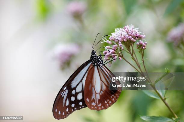 浅葱斑 - 飛ぶ stockfoto's en -beelden