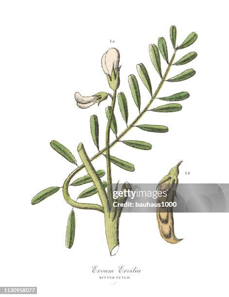 bitter vetch, legumes, victorian botanical illustration - alfalfa stock illustrations