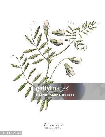 倫蒂爾, 豆科植物, 維多利亞時代的植物插圖 倫蒂爾, 豆科植物, 維多利亞時代的植物插圖