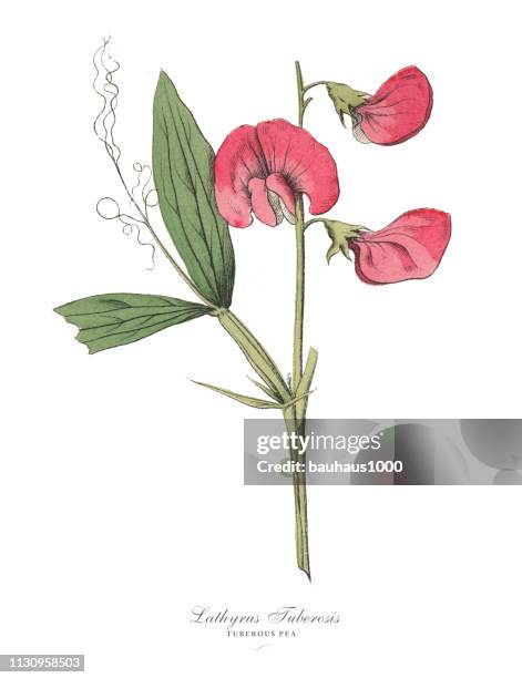 tuberous pea, legumes, victorian botanical illustration - sweet peas stock illustrations