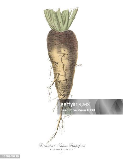 rutabaga, root crops and vegetables, victorian botanical illustration - parsnip stock illustrations
