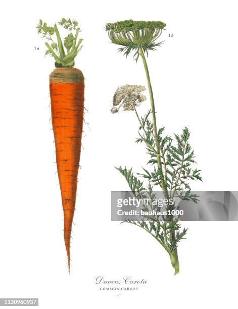 carrot, root crops and vegetables, victorian botanical illustration - parsnip stock illustrations