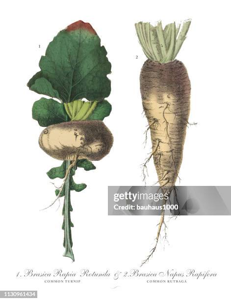 turnip and rutabaga, root crops and vegetables, victorian botanical illustration - beetroot cut out stock illustrations