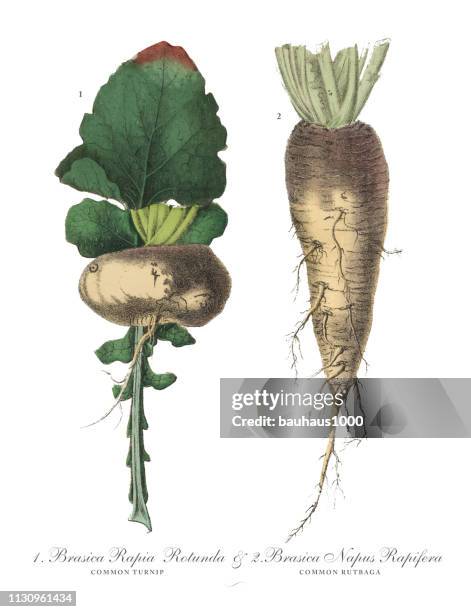 蘿蔔和魯塔巴加, 根作物和蔬菜, 維多利亞植物插圖 - rutabaga 幅插畫檔、美工圖案、卡通及圖標