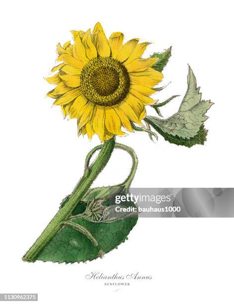 stockillustraties, clipart, cartoons en iconen met helianthus annus, zonnebloem planten, victoriaanse botanische illustratie - sunflower