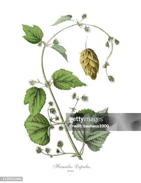 Hop Seeds Photos and Premium High Res Pictures - Getty Images