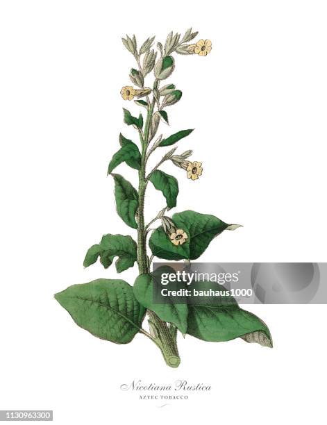 nicotiana rustica, aztec tabakpflanzen, viktorianische botanische illustration - ziergarten stock-grafiken, -clipart, -cartoons und -symbole