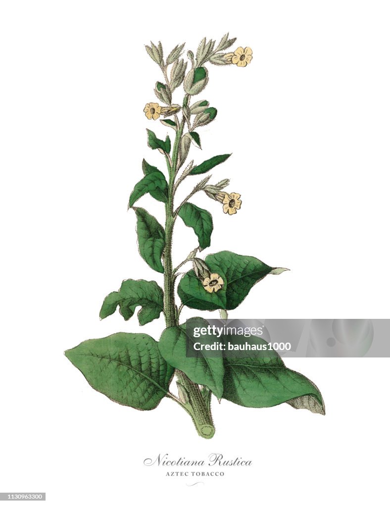 Nicotiana rustica, Piante di tabacco azteche, Illustrazione botanica vittoriana
