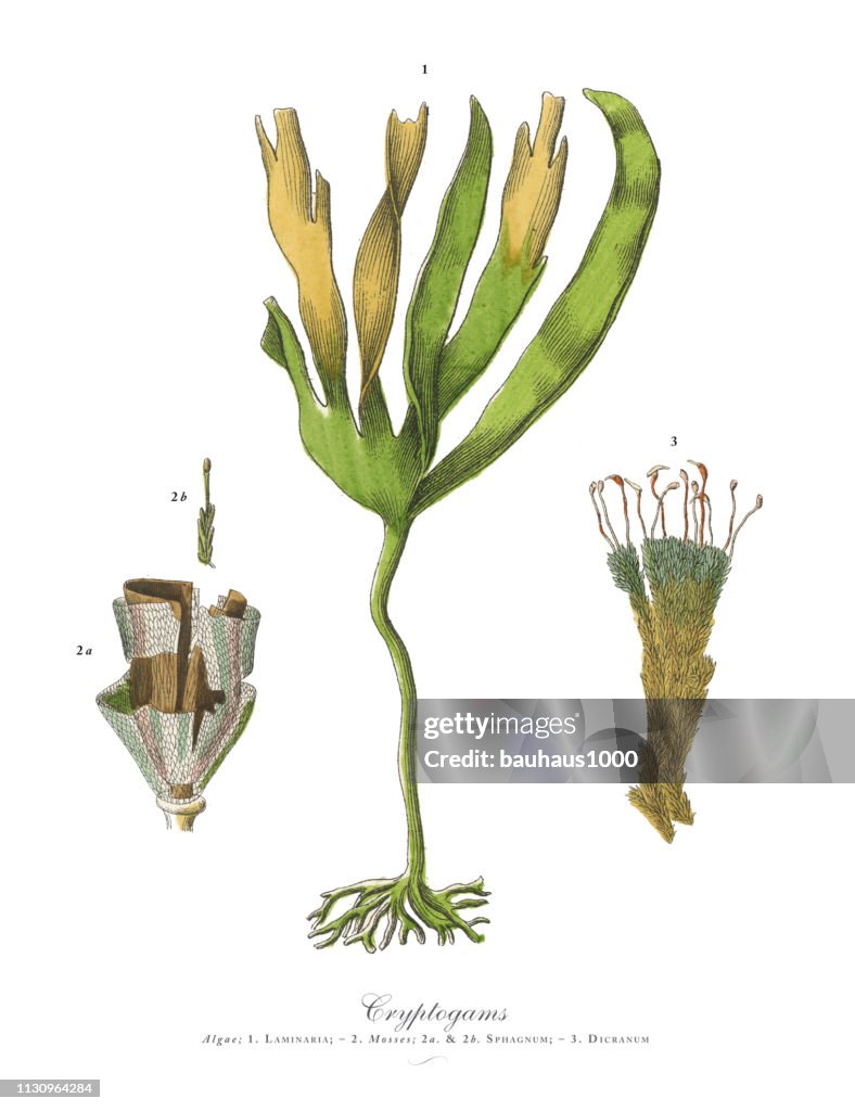 Cryptogamous Cryptogam Algae Lichens Mosses Ferns Victorian Botanical Illustration ...