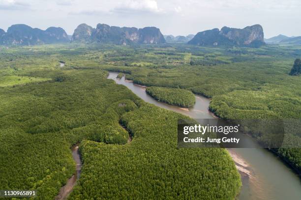 aerial view mangrove forest - pântano - fotografias e filmes do acervo