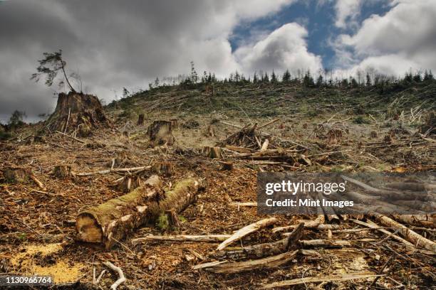 deforested area - gekapte boomstam stockfoto's en -beelden