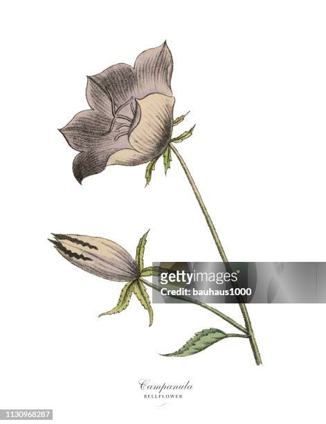 ilustrações, clipart, desenhos animados e ícones de planta do campanula ou do bellflower, ilustração botânica do victorian - campanula liliaceae