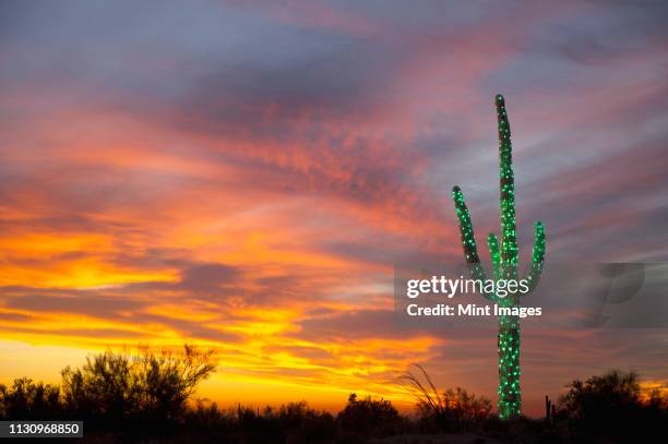 christmas suguaro in the desert - christmas cactus fotografías e imágenes de stock