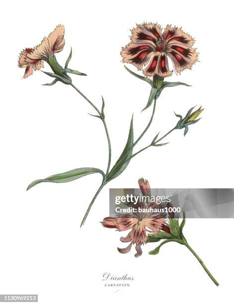 dianthus oder nelkenwerk, viktorianische botanische illustration - carnation flower stock-grafiken, -clipart, -cartoons und -symbole