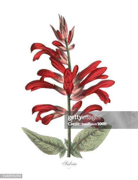 salvia plant, victorian botanical illustration - red salvia stock illustrations