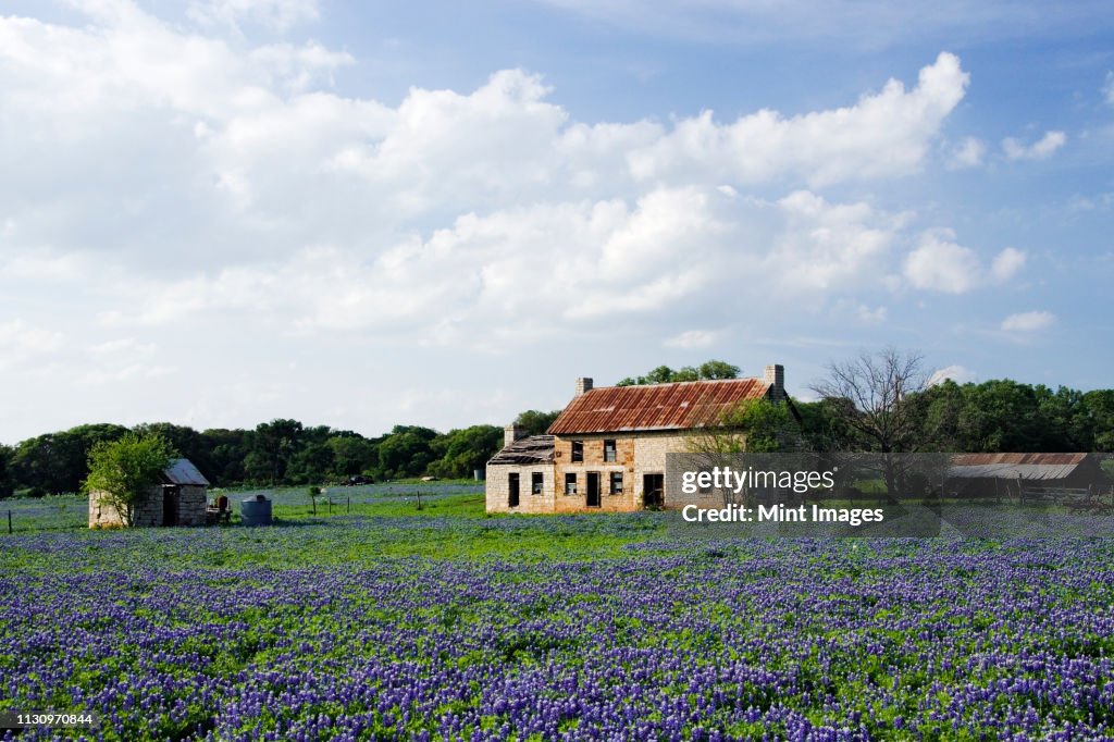 Abandoned Stone Cottage in Field of Bluebonnets