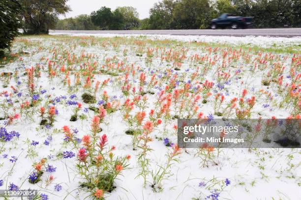 wildflowers blanketed by late spring snowfall - texas snow stock pictures, royalty-free photos & images