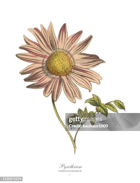 pyrethrum or chrysanthemum plant, victorian botanical illustration - hand tinted stock illustrations