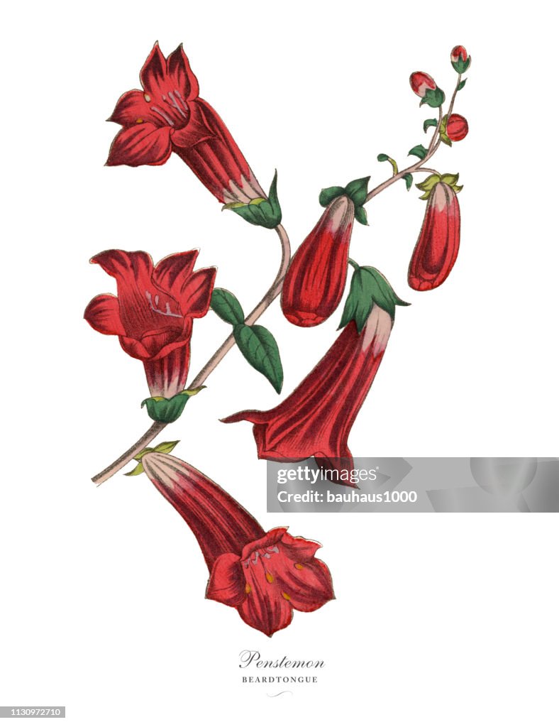 Penstemon or Beardtongue Plant, Victorian Botanical Illustration