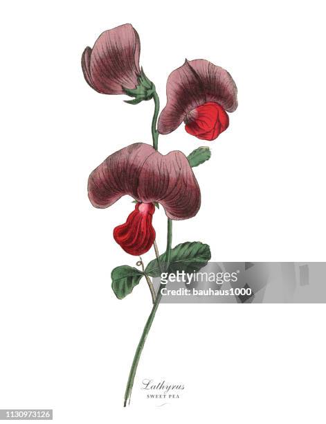 lathyrus or sweet pea and legume plant, victorian botanical illustration - sweet peas stock illustrations