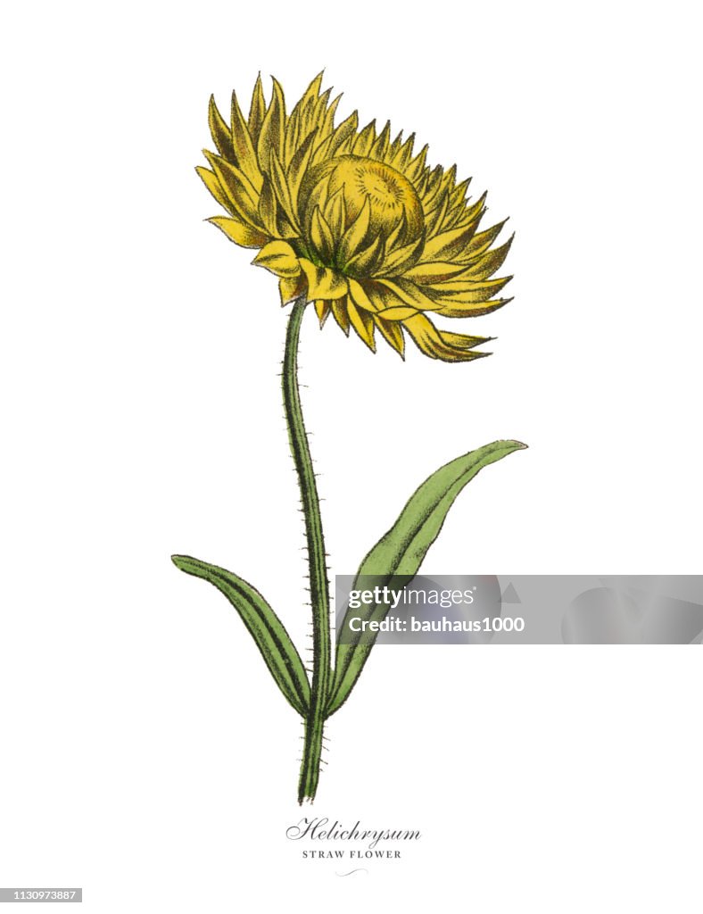Helichrysum oder Strohwerk, viktorianische Botanische Illustration