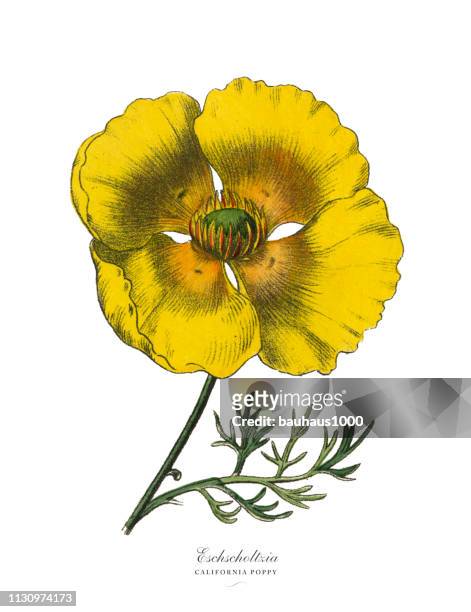 eschscholtzia oder california poppy, viktorianische botanische illustration - strohblume stock-grafiken, -clipart, -cartoons und -symbole