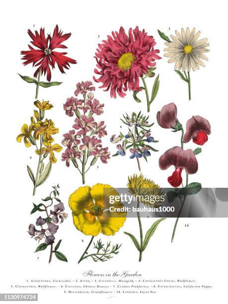 exotic flowers of the garden, victorian botanical illustration - godetia stock illustrations
