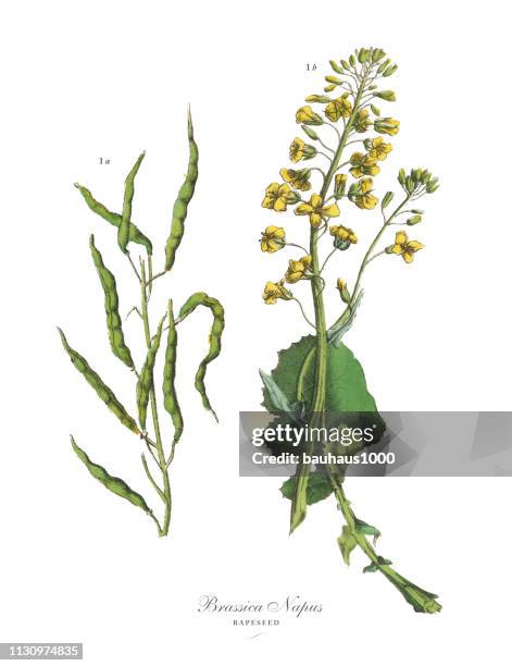 rapeseed, root crops and vegetables, victorian botanical illustration - beetroot cut out stock illustrations