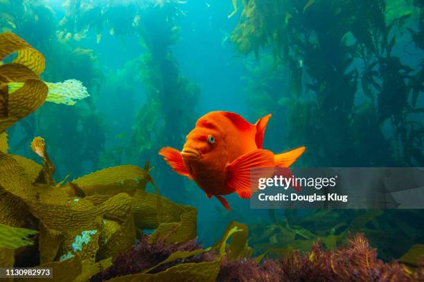 garibaldi9july27-18 - channel islands national park stock pictures, royalty-free photos & images