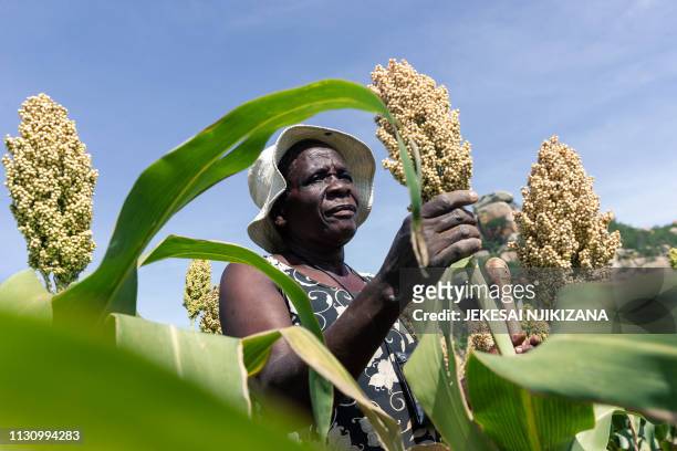 Angeline Kadiki, an elderly who is a sorghum farmer, inspects her small grains crop thriving in the dry conditions on March 14 2019, in the Mutoko...