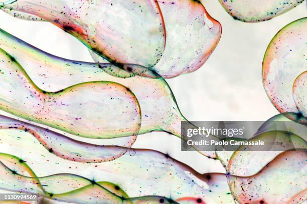 abstract bubbles soap on white background - new life fotografías e imágenes de stock