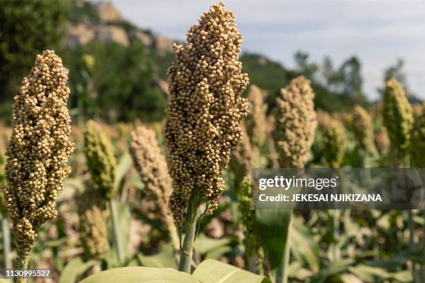 This picture taken on March 14 shows a thriving sorghum crop in dry conditions in the Mutoko rural area of Zimbabwe. - Eastern Zimbabwe receives help...