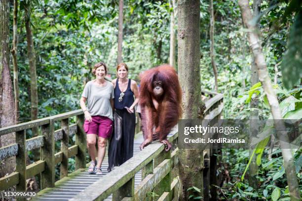 orangutans in borneo - sabah state stock pictures, royalty-free photos & images