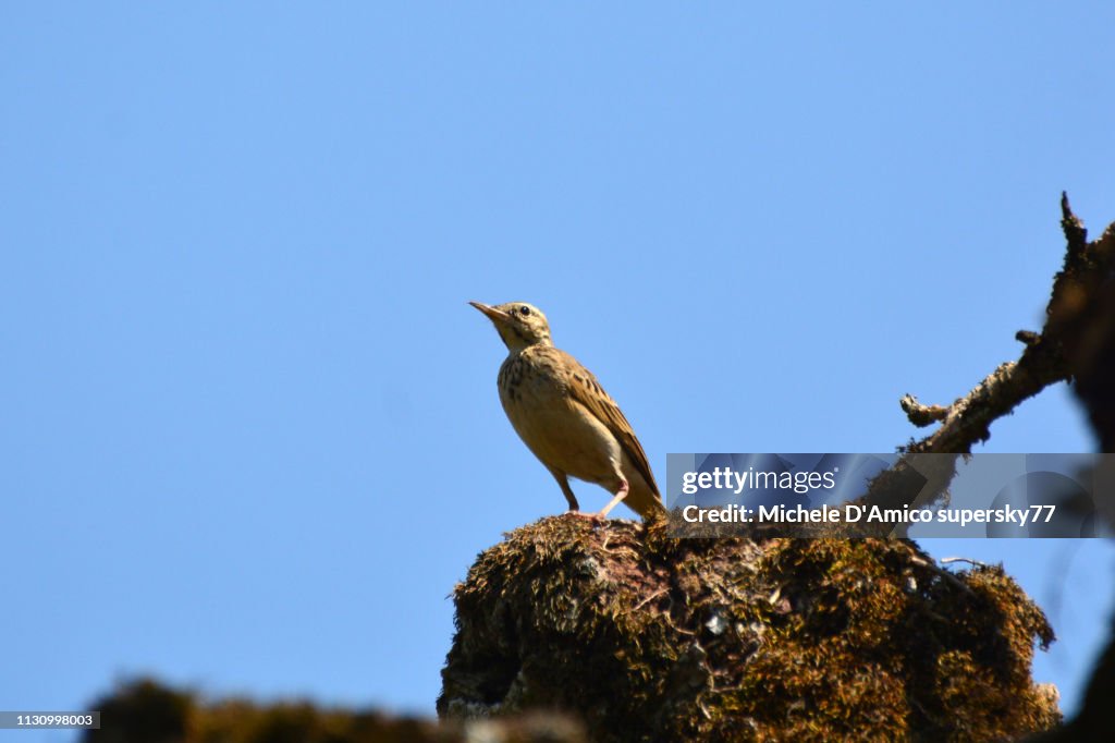 African pipit, or grassland pipit (Anthus cinnamomeus)
