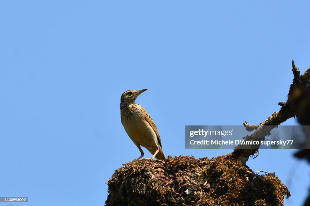 African pipit, or grassland pipit (Anthus cinnamomeus)