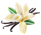 Dried vanilla sticks and orchid vanilla flower.